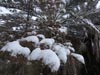 Next picture :: Wallpaper - Quetta Snowfall January 2012 (7) - 4608 x 3456